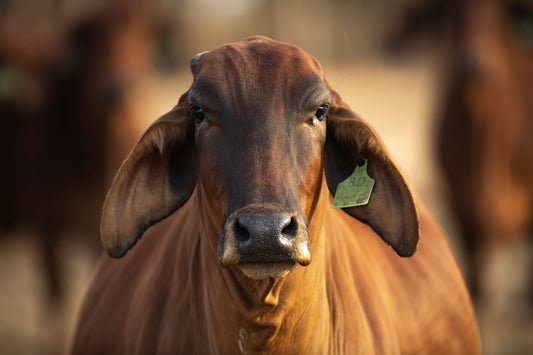 brown cow in close up photography