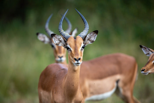 brown deer in tilt shift lens