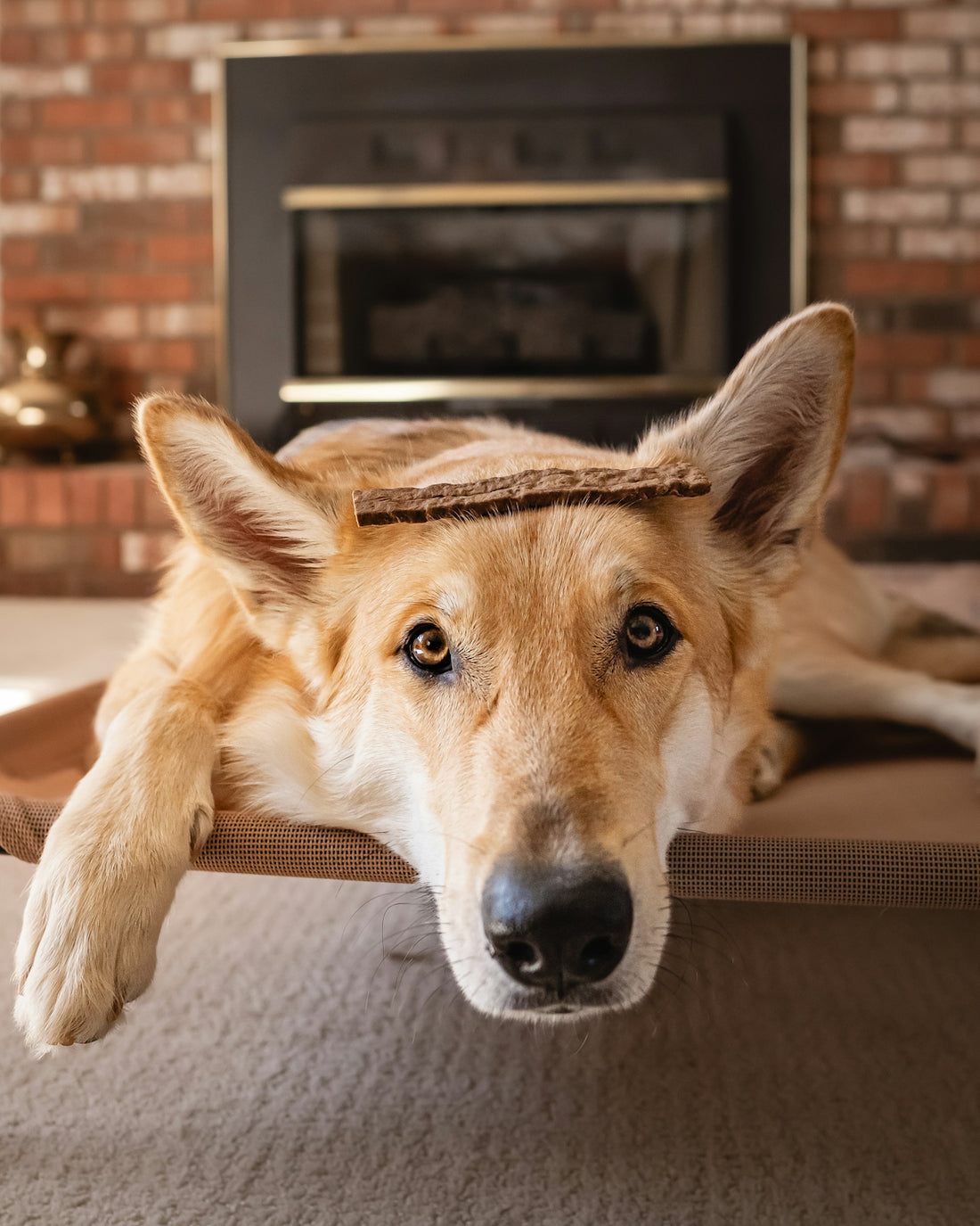 A dog with a treat balanced on its head.