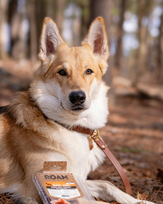 A friendly dog poses with its treats.