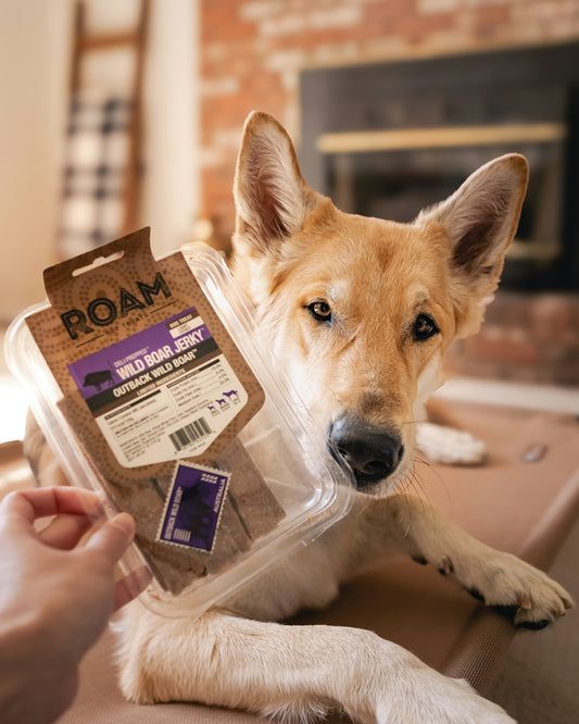 Dog is holding a package of wild boar jerky.