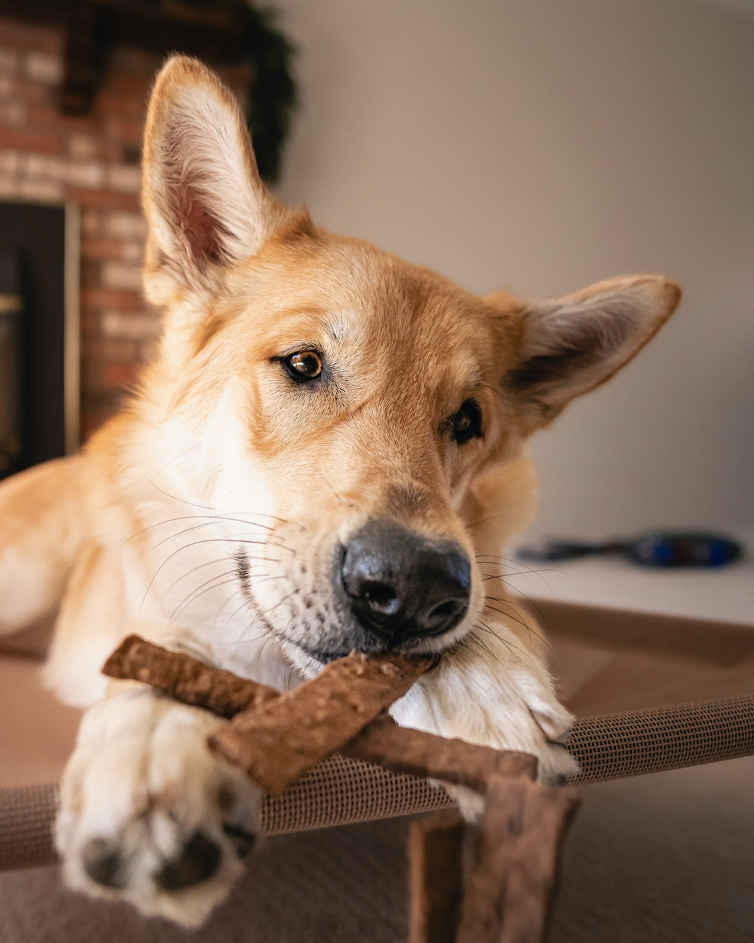 Dog enjoys a tasty treat while relaxing.