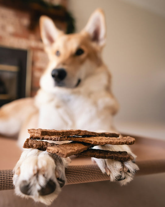 Dog balances treats on its paws.