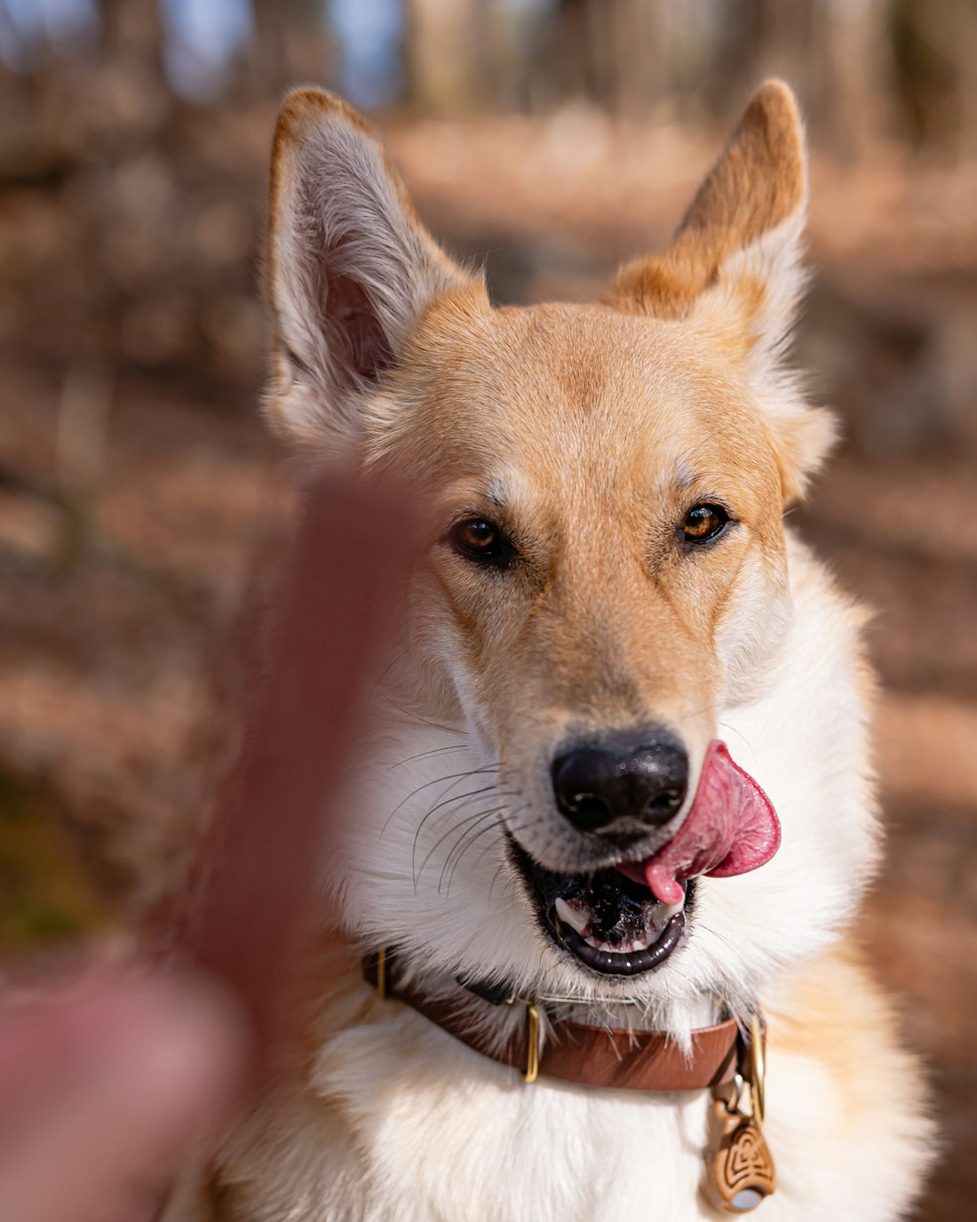 A happy dog licks its lips in the woods.