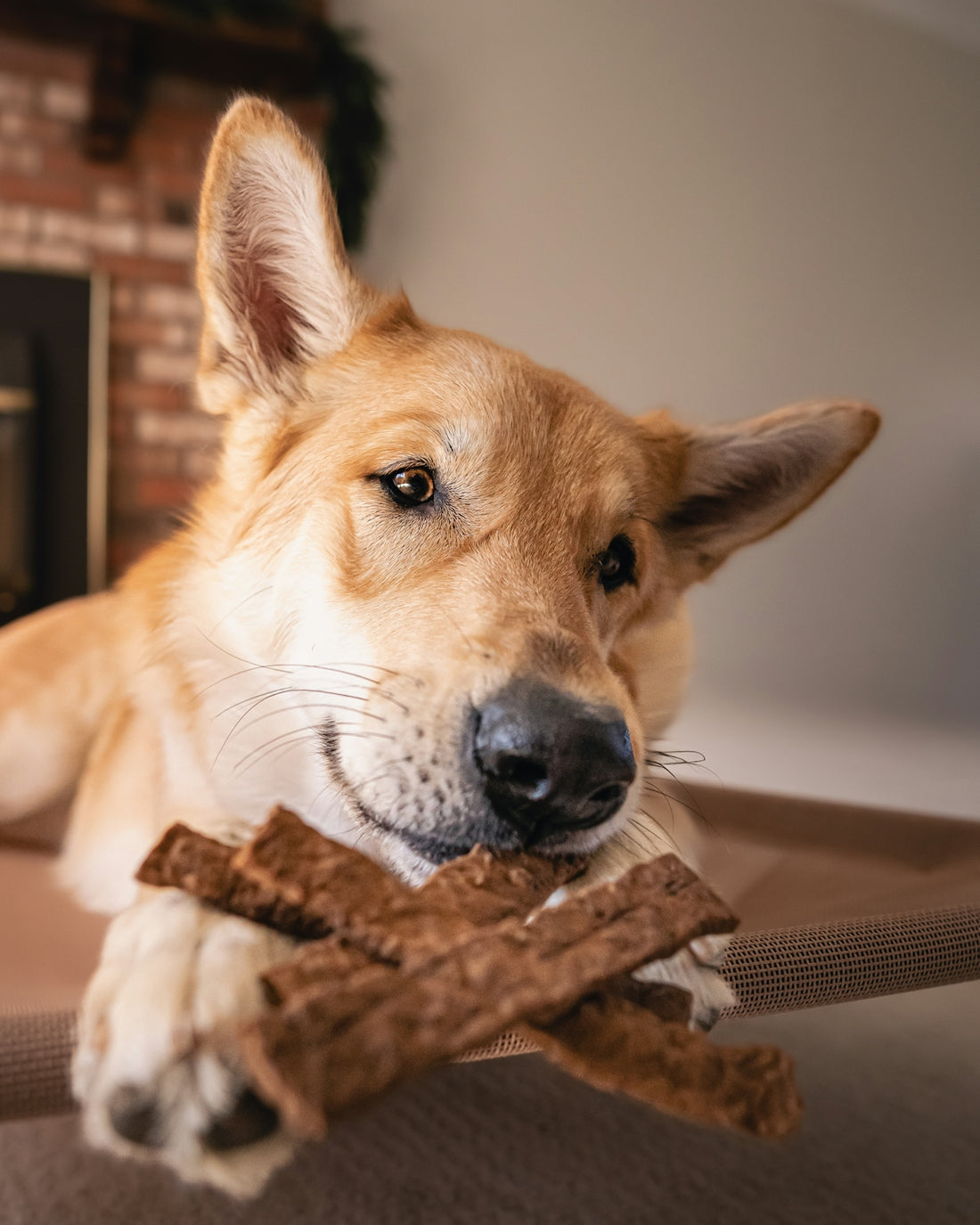 Dog enjoys some tasty treats.